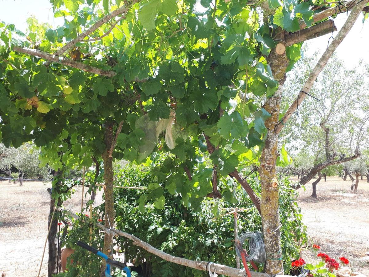 طرطوشة Casa De Bello المظهر الخارجي الصورة